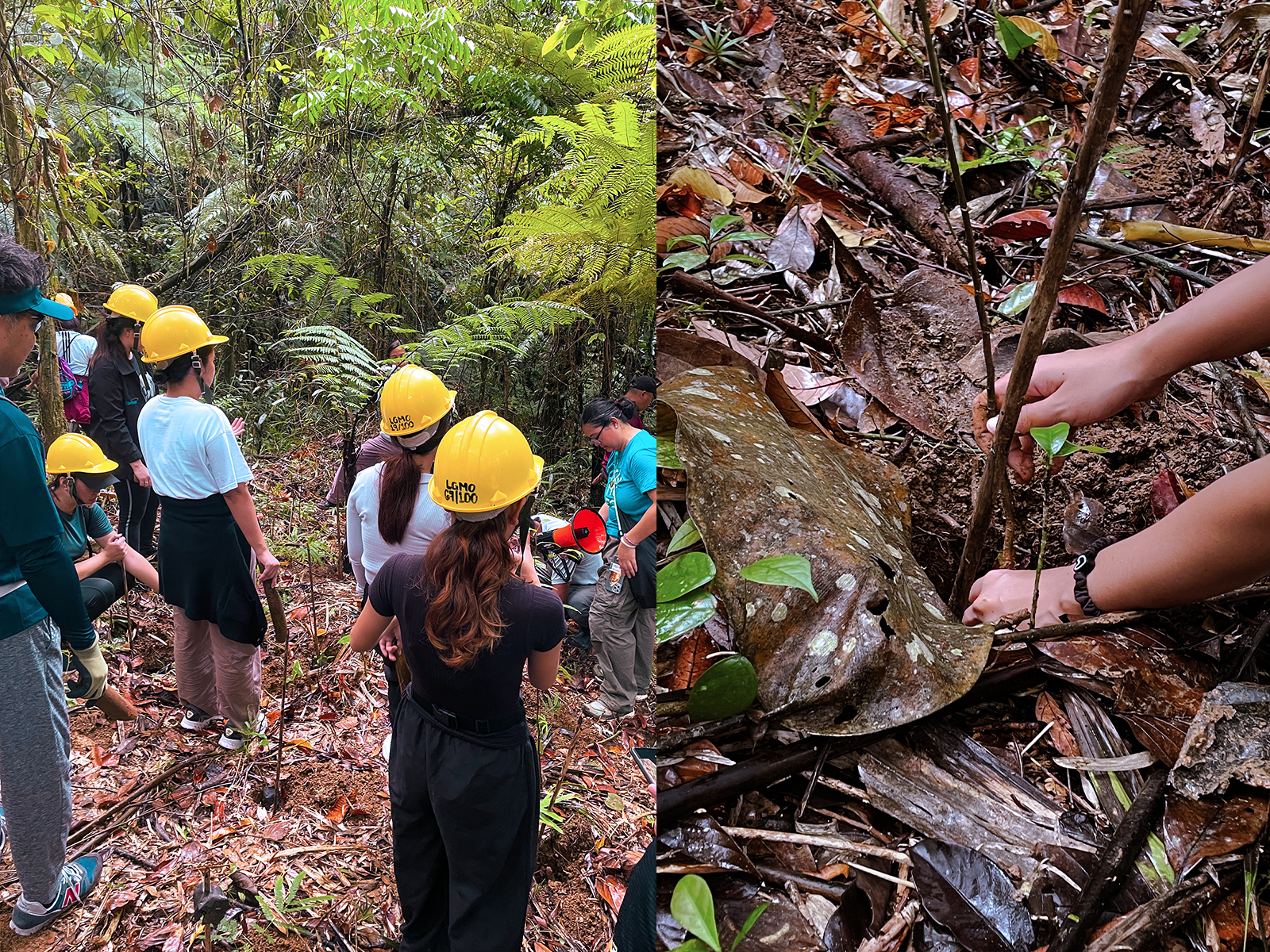 treeplanting2.png